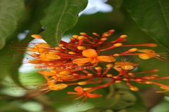 Saraca asoca